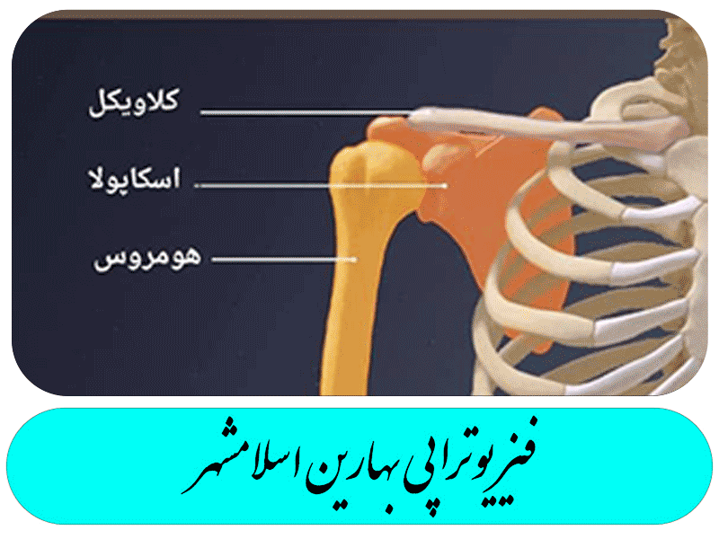 آناتومی مفصل شانه