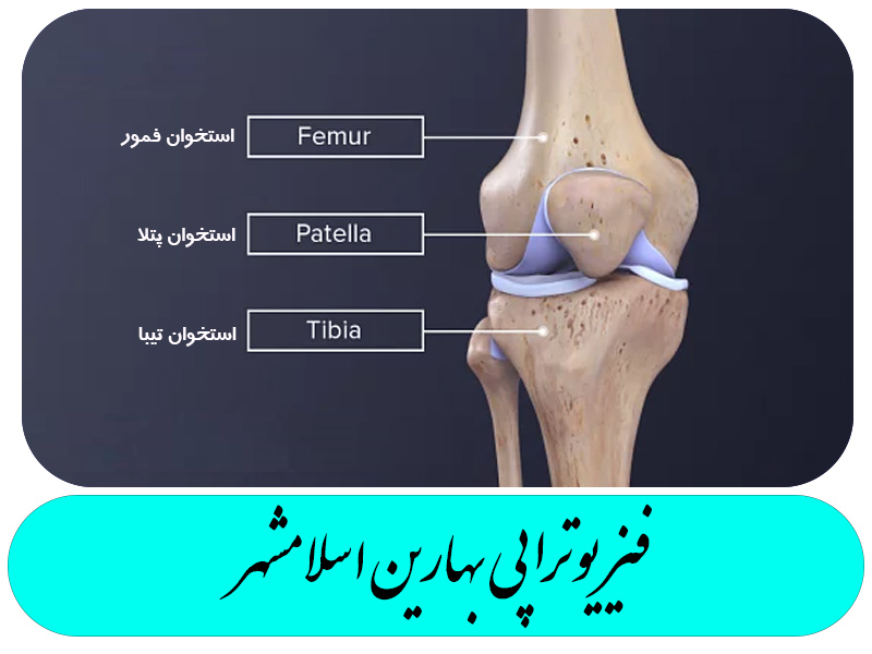 آناتومی زانو